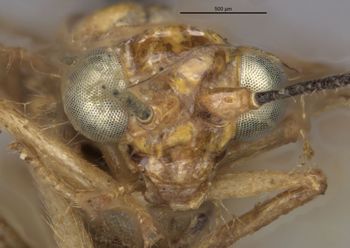 Media type: image;   Entomology 15106 Aspect: head frontal view